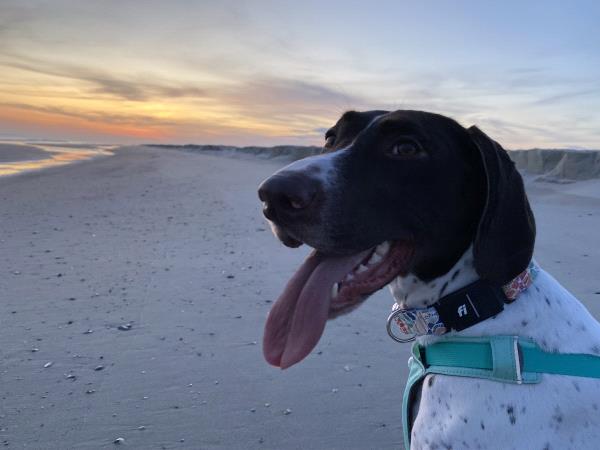 /Images/uploads/Southeast German Shorthaired Pointer Rescue/segspcalendarcontest/entries/31246thumb.jpg